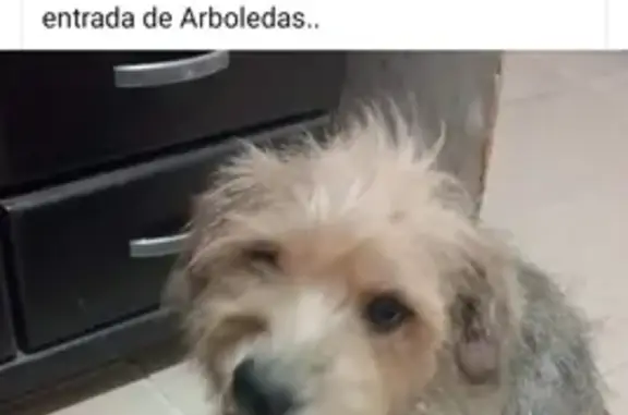 Perro Perdido: Nacho, Rubio con Lomo Negro