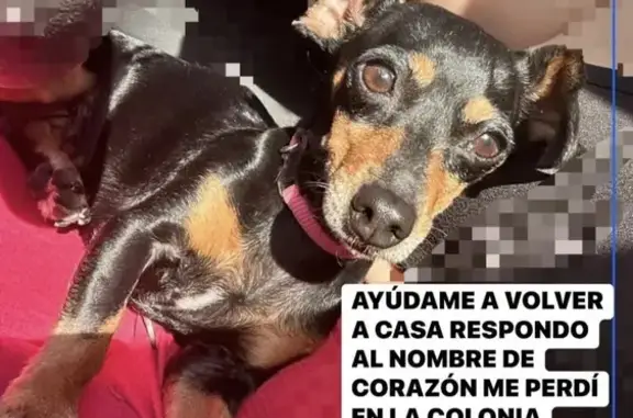 ¡Ayuda! Chihuahua-Salchicha Perdida en La Paz