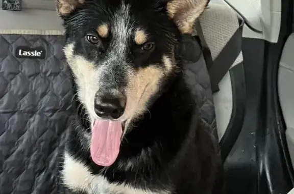 Found: Young Husky Mix on Holloway St, Rolla