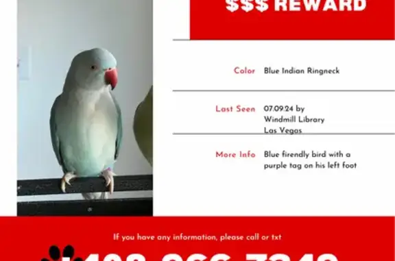Lost Blue Male Indian Ringneck...