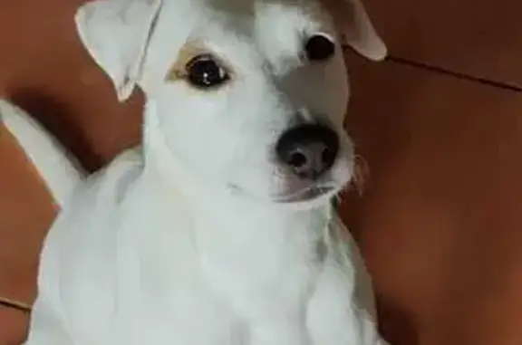 Chien perdu Feyzin, photo : Chien disparu aperçu près des terrains de tennis