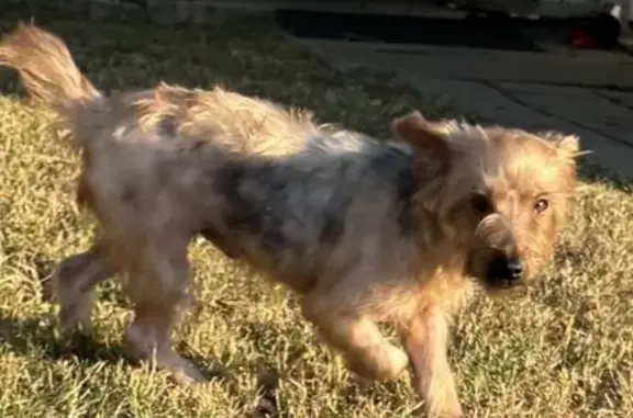 Lost Male Yorkie: Emotional Support Dog