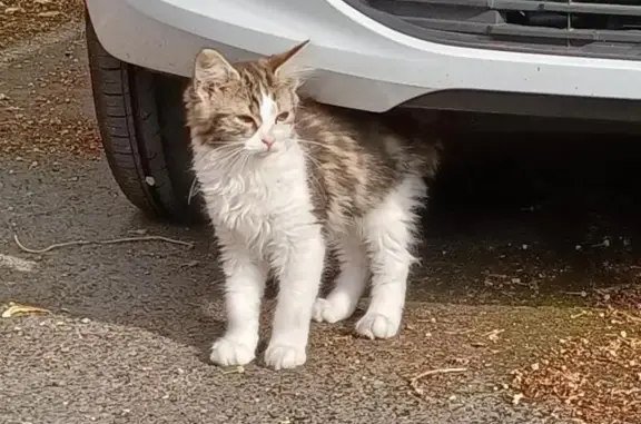 Chat blanc et tricolore trouvé à Lille - photo