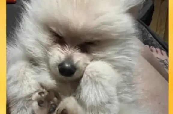 Lost 4-Month-Old White Pomeranian in East Hartford