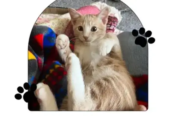 Missing: Orange Cat with White Socks in Kirtland