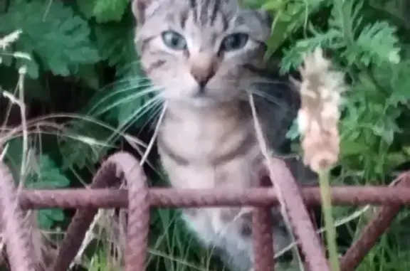 Chaton tigré trouvé, Rue des Poiriers, Woippy - photo