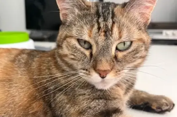 Animaux perdus Montebourg, photo: Chat femelle 9 ans perdue à Montebourg