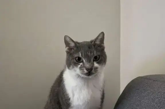 Chat perdu, , photo: Chat perdu quartier Danton, Le Havre