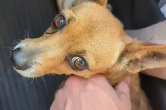Chien trouvé Rougé, photo: Petit chien sociable trouvé à La Grée Pothin