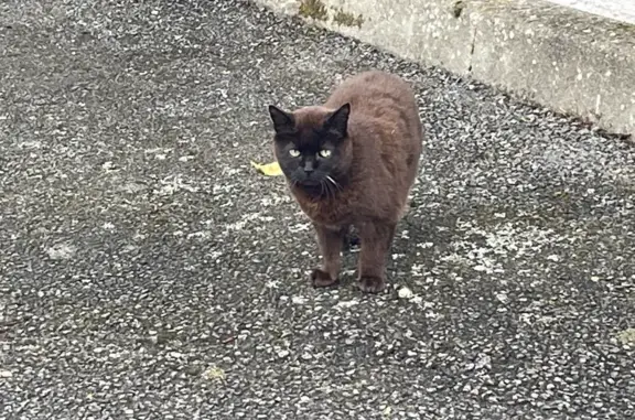 Chatte noire à poils longs trouvée à Séné - photo
