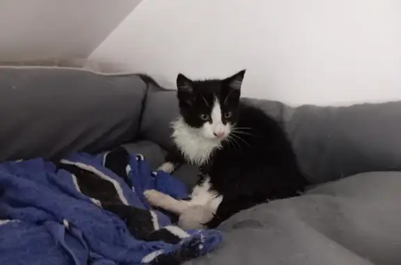 Chaton noir et blanc trouvé, non pucé, Sébazac - photo