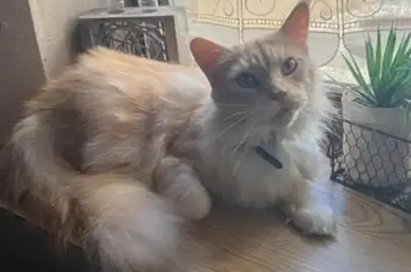 Chatte Nala perdue à Saint-Célerin 72110 - photo
