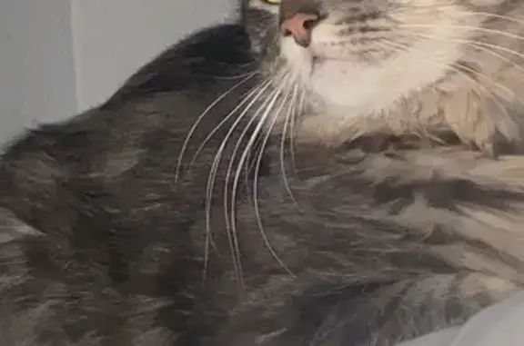 Chat perdu, , photo: Chat gris européen perdu à Passirac