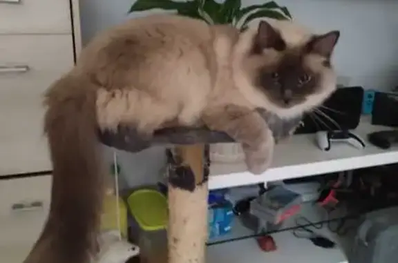 Chatte ragdoll bleue perdue à Vernon - photo