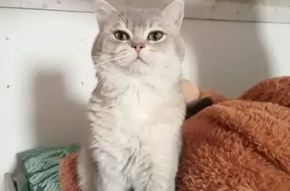 Chat mâle castré trouvé à Nantes, gris clair - photo
