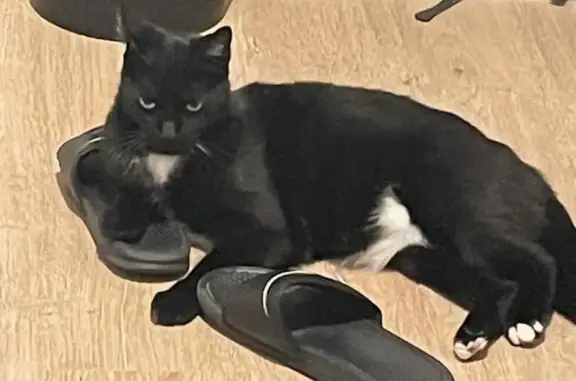 Chat perdu, Saint-Étienne-sur-Chalaronne, photo: Chat perdu : Mâle noir et blanc à St-Étienne