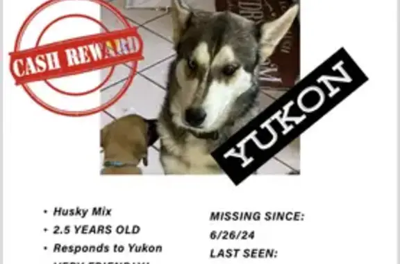 Lost Male Husky Mix: Brown/White, Tri-Eyes
