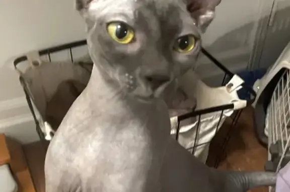 Lost Sphynx Cat Turbo: Help Find Him!