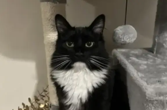 Missing Tuxedo Cat on Goodhind Street