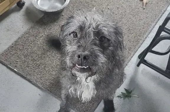 Found: Salt & Pepper Terrier on W. Washington St