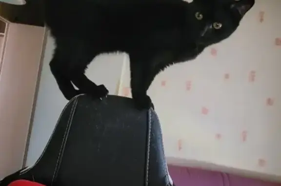 Chat perdu, Chelles, photo: Chatte noire de 10 mois disparue à Chelles