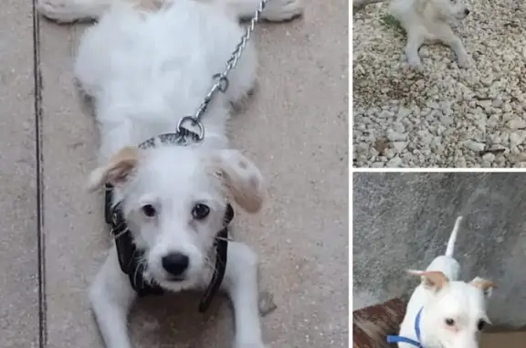 Perros perdidos, , foto: Perro Perdido en Cancún: Macho Blanco con Manchas