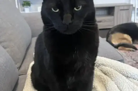 Missing Black Cat: Gus, 11, Gwynedd Ave