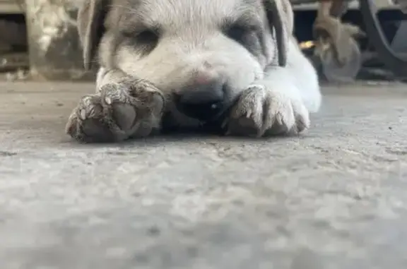 Perro Café y Blanco Perdido en Tijuana