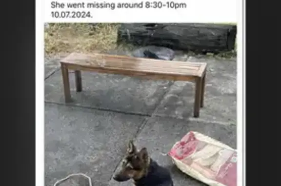 Lost Female German Shepherd in Maribyrnong