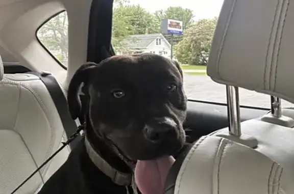 Found Black Lab Mix with Camo Collar - Indy