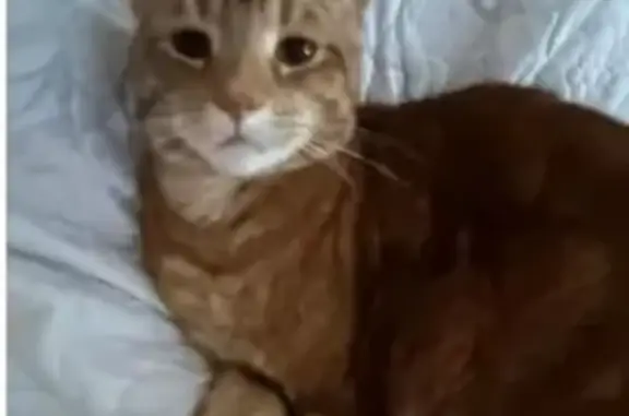 Missing Ginger Cat: Archie, 6, Port Adelaide