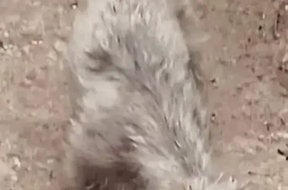 Perro Pequeño Platinado Encontrado en Culiacán