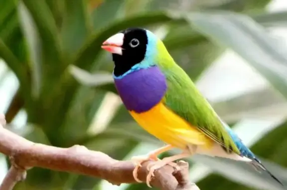 Lost Male Lady Gouldian Finch in Singapore