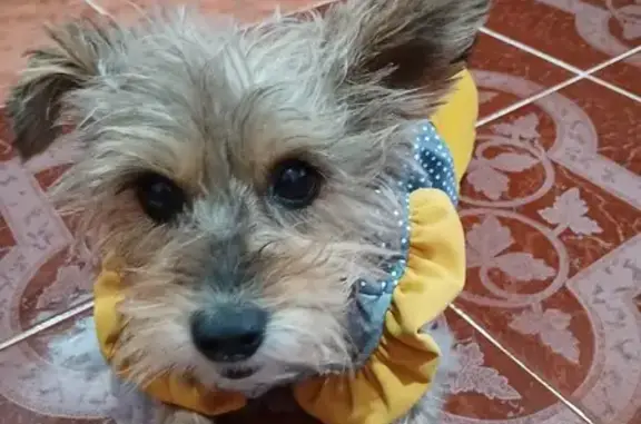 ¡Perro Perdido! Mestiza Dorada con Collar Azul