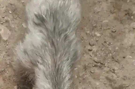 Perros perdidos, , foto: Perro Perdido: Pequeño y Gris, 9 Meses, Culiacán