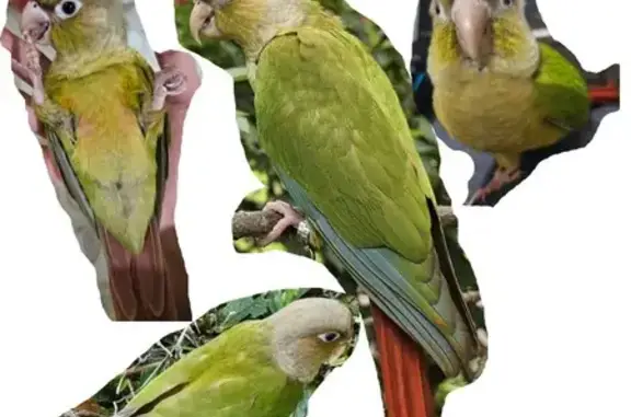 Lost Green Cheek Conure at Commonwealth 106