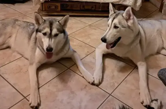Huskys perdus à Pierre-de-Bresse - photo