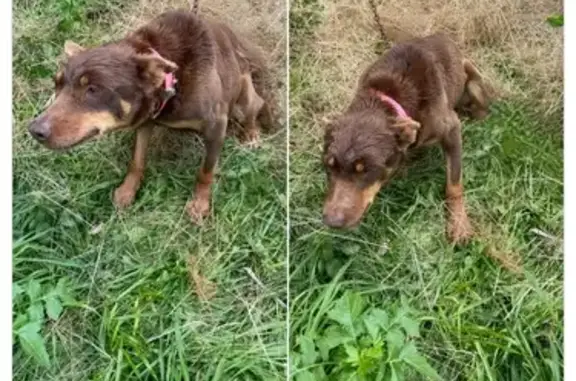 Found Red Kelpie 50km from Hay...