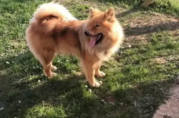 Chien perdu Chartres, photo : Chienne eurasier fauve perdue à Chartres