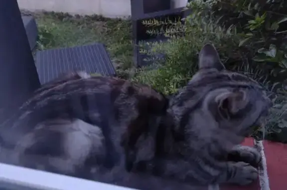 Chat mâle tigré gris cherche foyer aimant - photo
