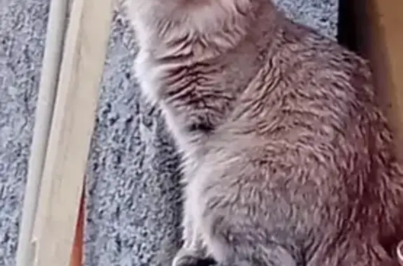 Chatte stérilisée craintive perdue à Olette - photo