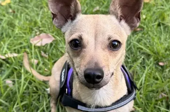 Missing Blonde Chihuahua: Call 0413603701