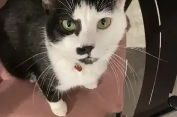 Animaux perdus La Garnache, photo: Chat perdu Tatoué 321 MSR La Garnache