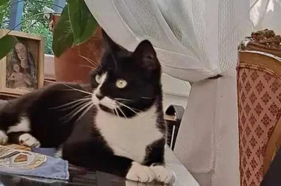 Chat perdu, Cogolin, photo: Chatte noir et blanc perdue, Rue Marceau 46