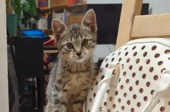 Chat trouvé Viry-Châtillon, photo: Chaton sociable trouvé Rue du Lunain, Viry