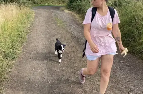 Animaux trouvés , photo: Petit chiot trouvé sur le chemin de St Jacques