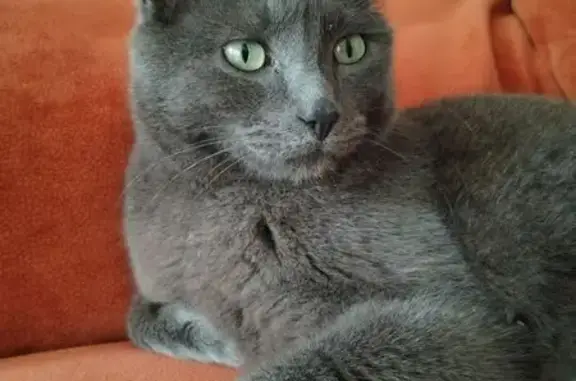 Chat perdu, Chamalières, photo: Chat gris mâle disparu à Chamalières