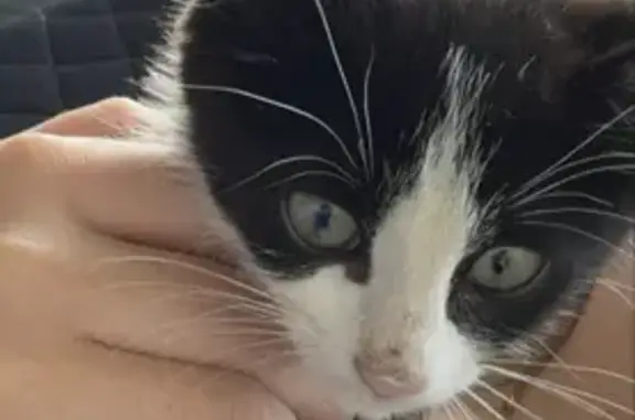 Chaton noir et blanc trouvé à Mâcon - photo
