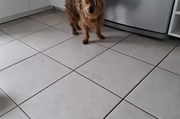 Chien trouvé à Sundhouse, Grand Est - photo