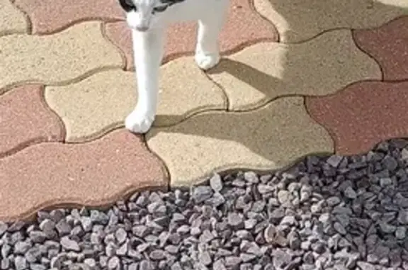 Petite chatte noire et blanche trouvée à Évrecy - photo